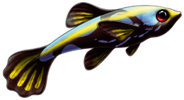 Side-Streaked Zoomi Fish [Designer Pet] | Xanje